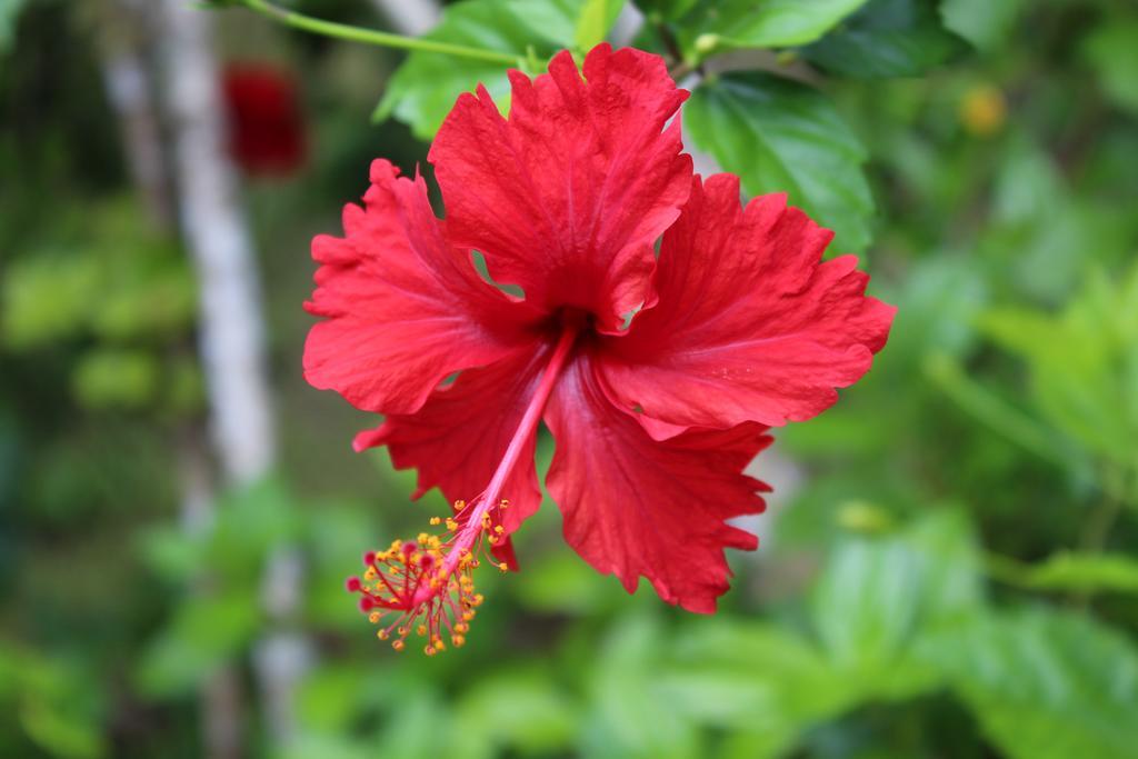 Muri Vista Villas Rarotonga Esterno foto